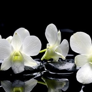VIRTUVĖS SIENELĖ  SP091